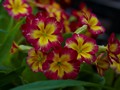 Primula IMG_2324 Pierwiosnek